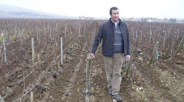 A Dazzling White Burgundy from François Carillon