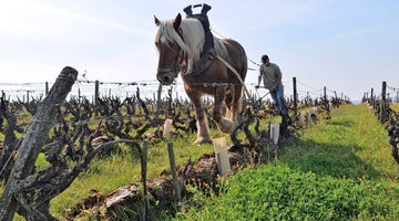 Domaine Huet - Working Vineyards